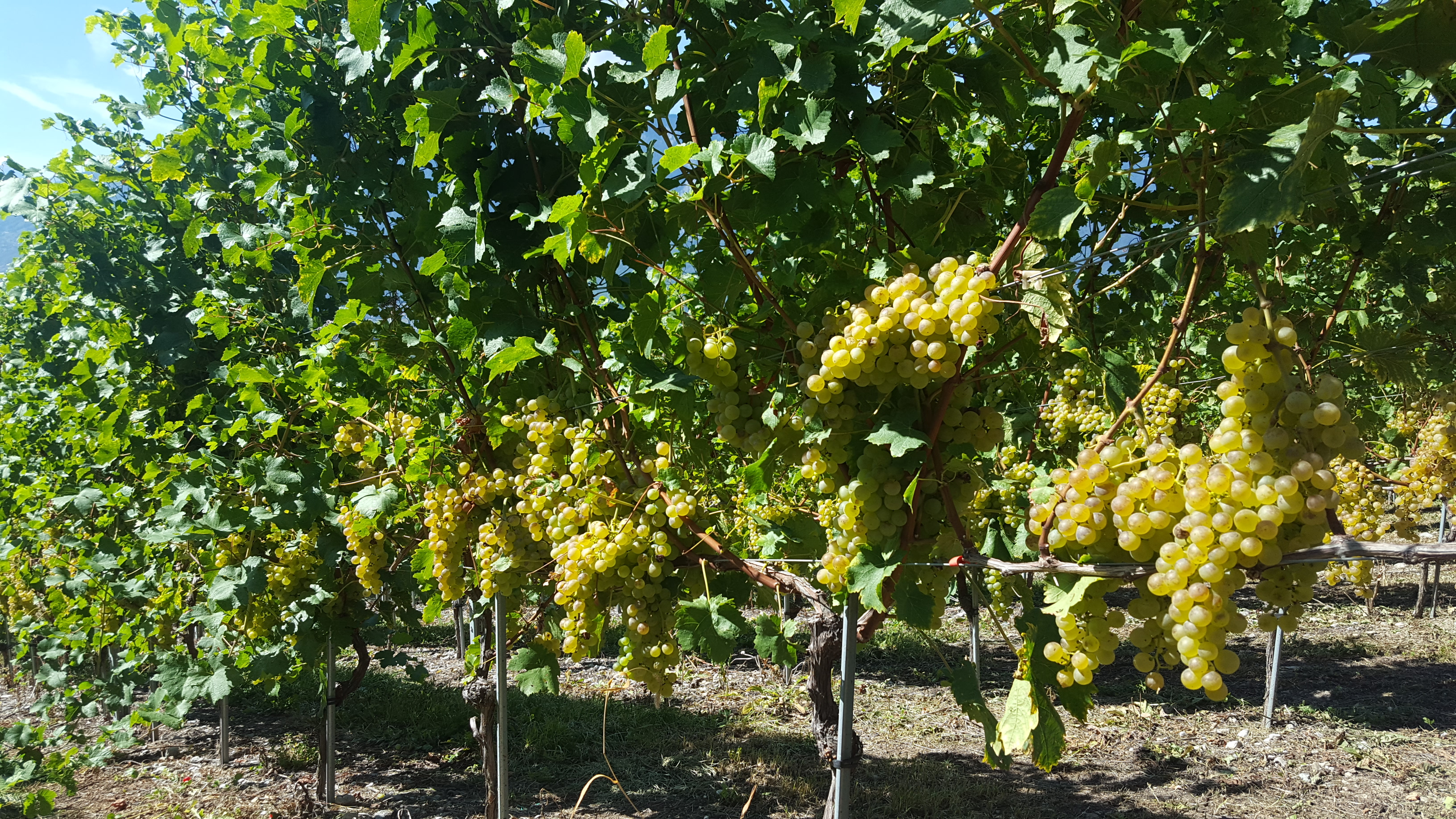 Chasselas vor der Ernte Chasselas vor der Ernte