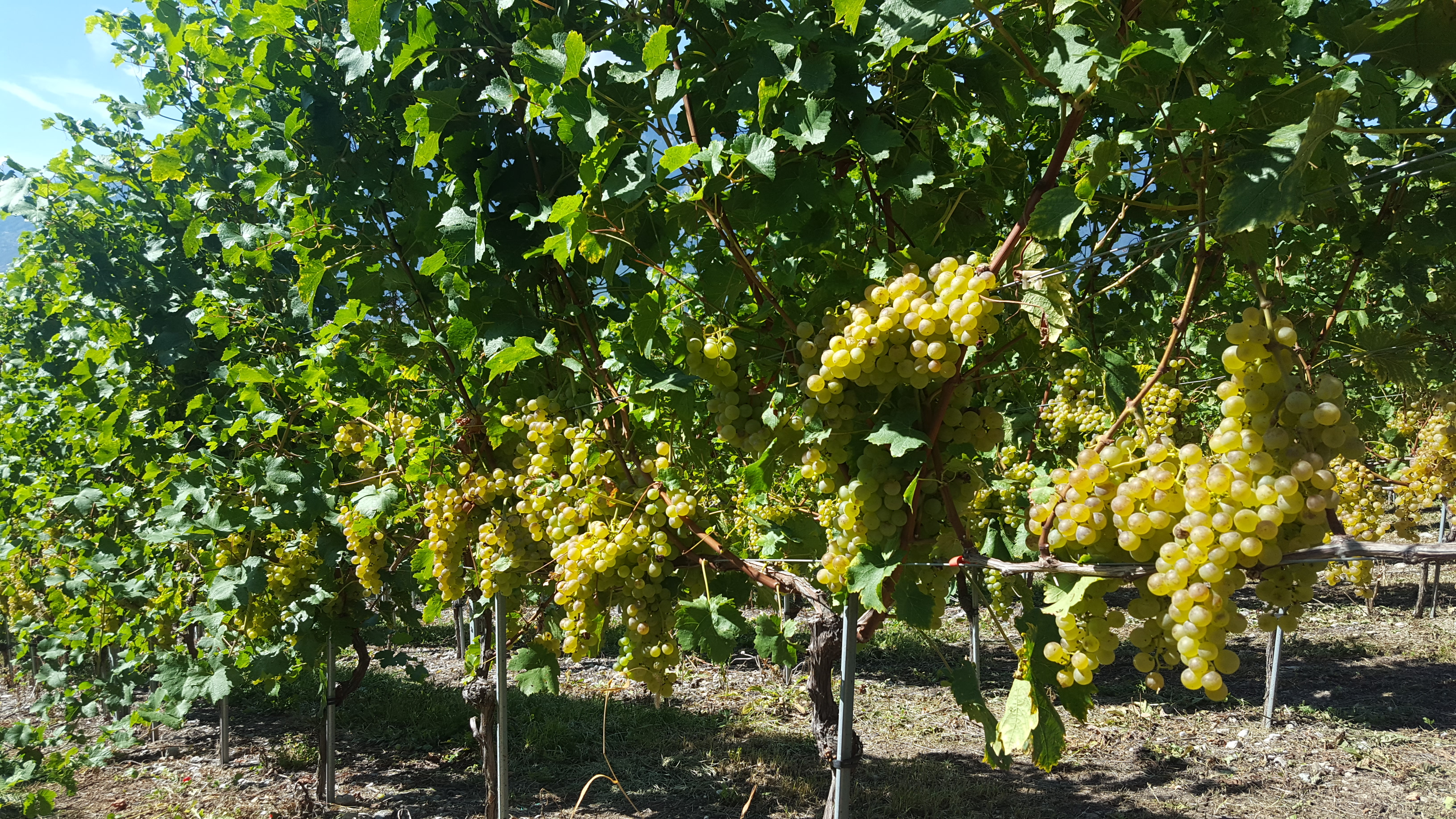 Chasselas vor der Ernte